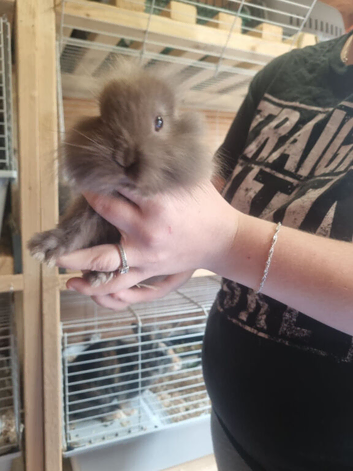 5 baby lion head for sale