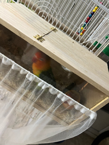 Lovebird half tamed pair