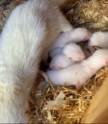 Ferrets