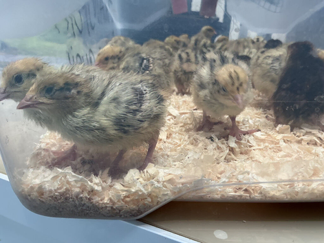 Quail chicks