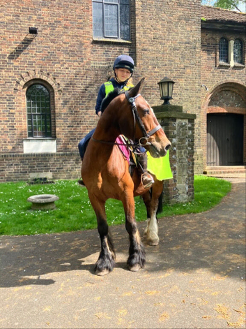 WANTED - PART LOAN/SHARED HORSE/S