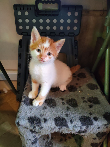 Beautiful litter of kittens looking for there forever homes