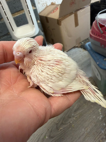 Hand Tame Budgie Chicks Ready Soon
