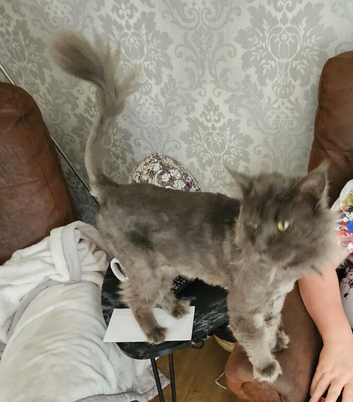 Male blue mainecoon