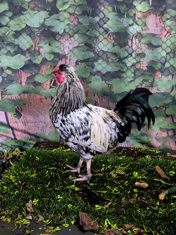 Cockerel