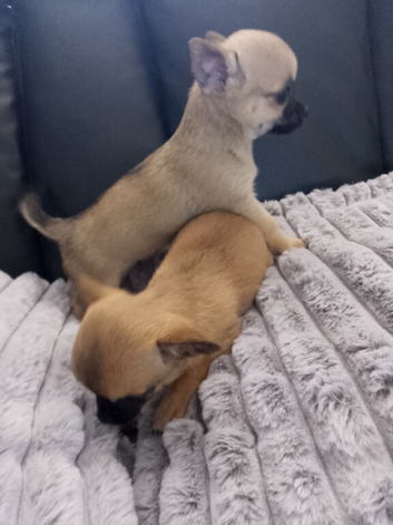 Affectionate smooth coat pups