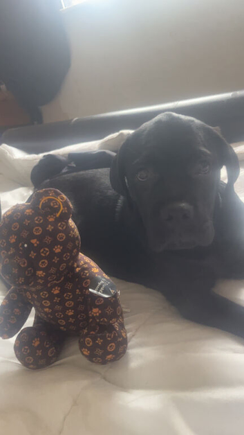 Cane corso/rotty
