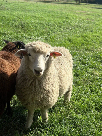 Romney ewe and wether lambs