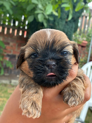 Shih Tzu puppy