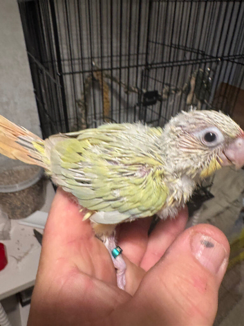 Hand reared baby green cheek conures