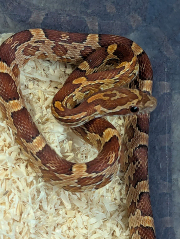 Baby corn snake with brand new setup