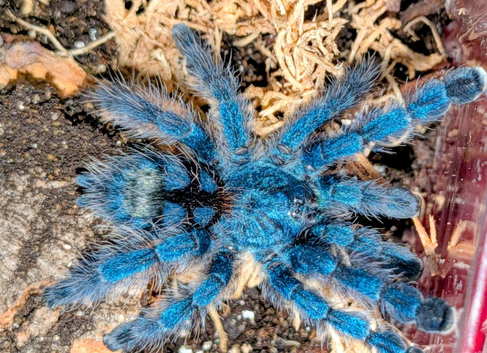 Various Tarantulas for sale