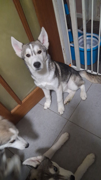 6month old pup