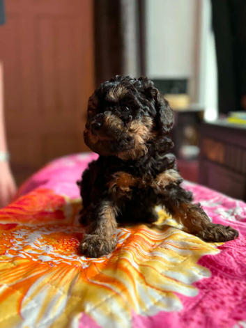 Quality DNA clear mini phantom labradoodles