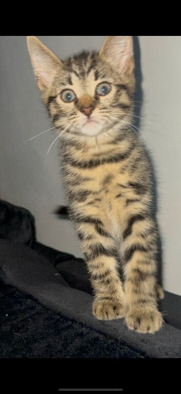 Kittens ready for new home