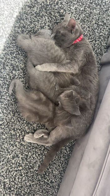 British shorthair