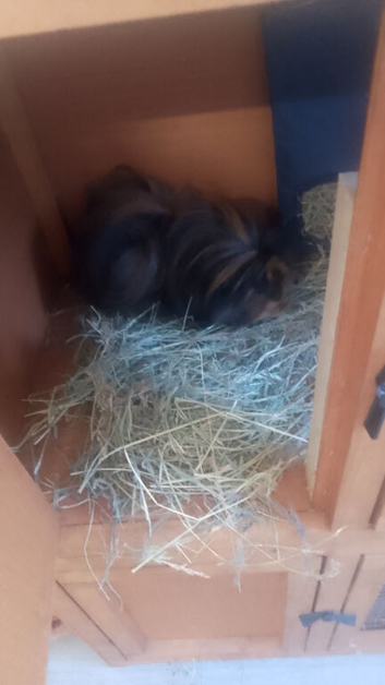 Gunnia pigs