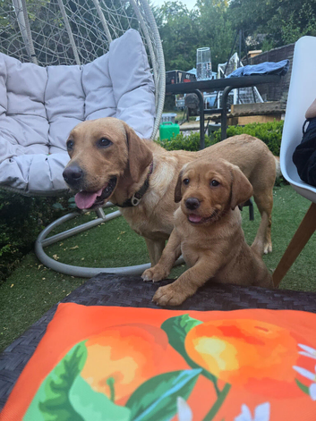 Milromali labradors bred for health and temperament