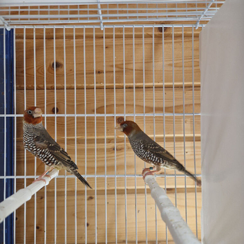 Red headed finch