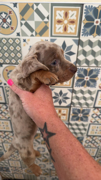 Dachshund dapple Isabella puppies