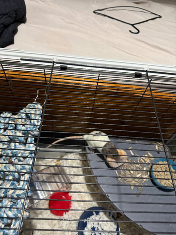Female rats x2
