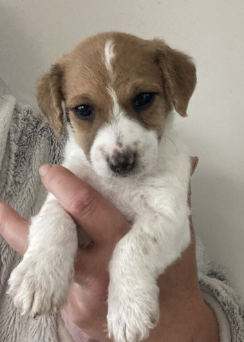 @@HANDSOME BOY JACKAPOO 8 WEEKS@@