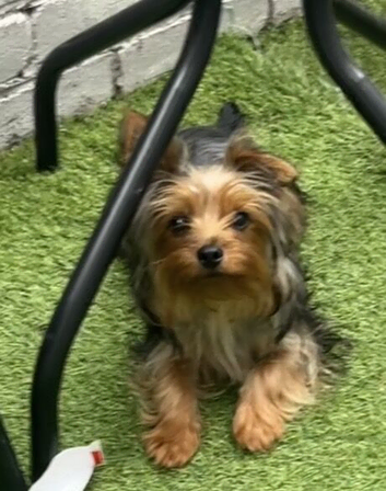 8 Month Old Male Yorkie - House Trained & Friendly