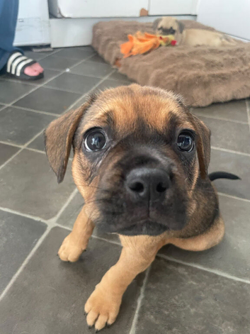 French Bulldog x mini Dashound puppies