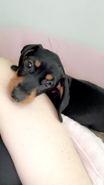 Miniature dachshund