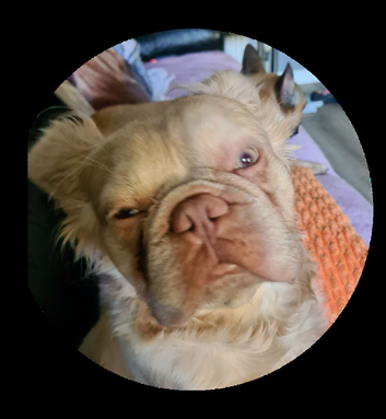 Long hair french bulldog