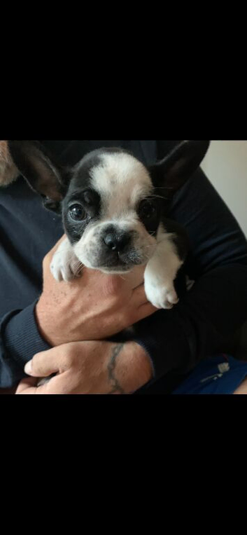 French bulldog puppies