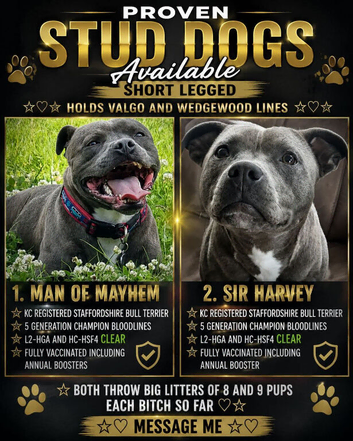 Staffordshire bull terrier Valgo champion bloodlines kc registered health tested stud dogs