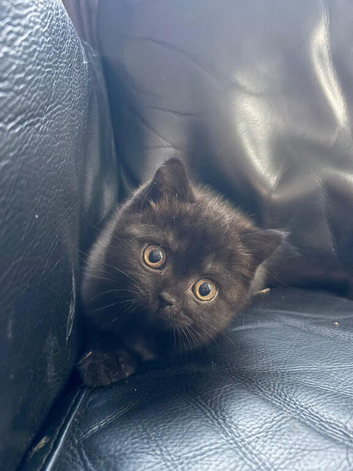 Female British shorthair kitten