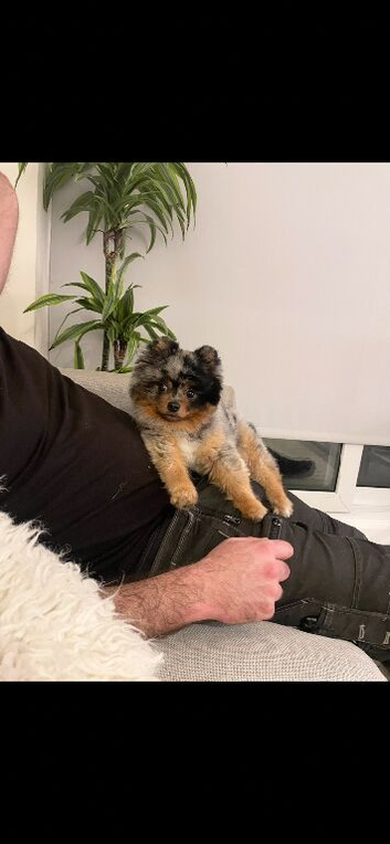 Merle tri Pomeranian