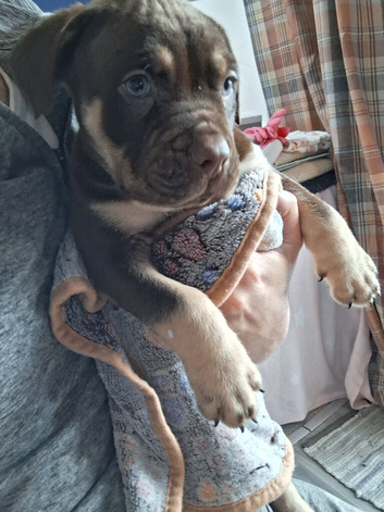Beautiful English Bulldog X Cane Corso puppies