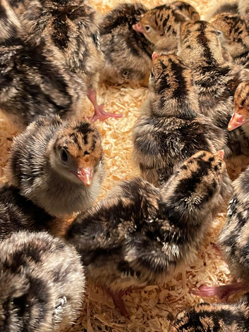 NORFOLK BRONZE /BLACK/WHITE DOUBLE BREASTED TURKEYS FOR SALE
