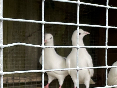 Doves