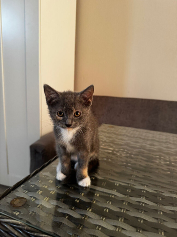 2 kittens looking for new home.