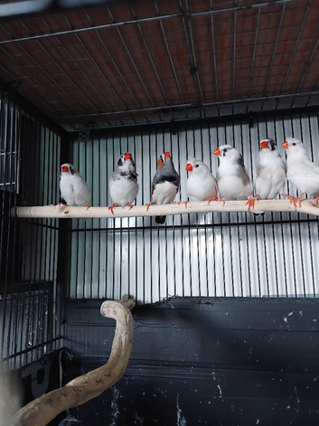 Zebra finches