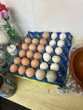 Mixed bantam hatching eggs