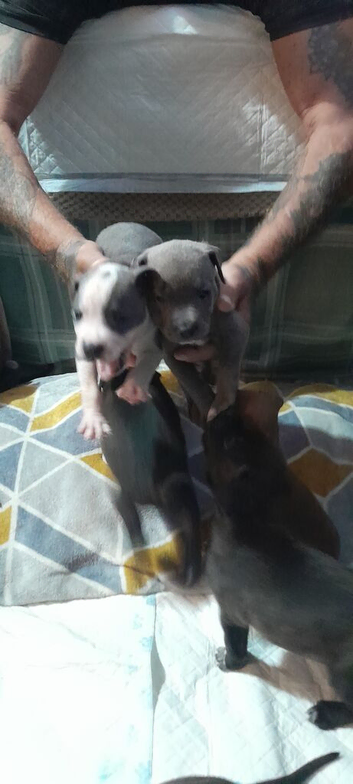 Boxmass and staffydor puppies