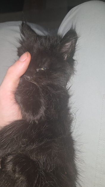 Maine coon cross kitten
