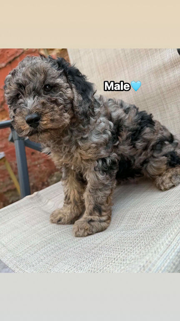 F1B toy cockapoo hypoallergenic 3left
