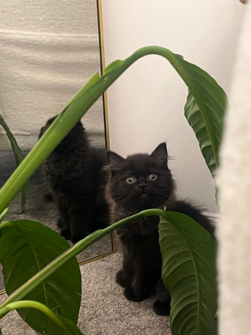 Persian Ragdoll x maincooncross