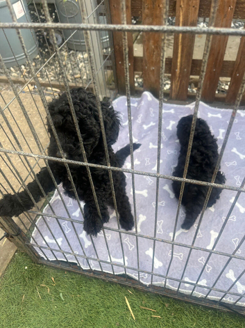 Toy poodle puppies