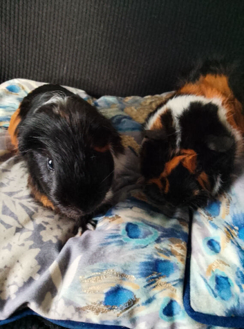 Johnny and max