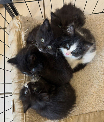 Adorable kittens for sale