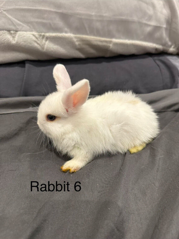 5 baby mini lop rabbits