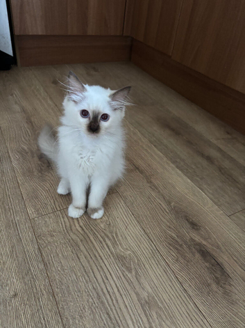 Ragdoll kitten