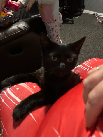 Kittens for sale